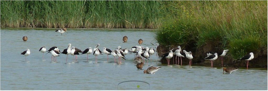 Mardi 29/10 – Station de&nbsp;lagunage