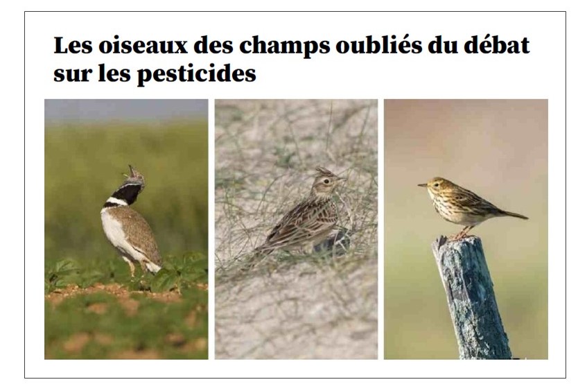 Les oiseaux des champs oubliés du débat sur les pesticides